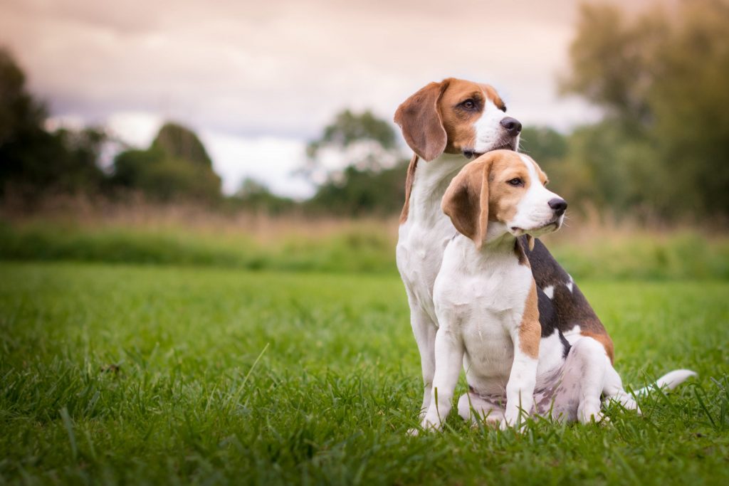 Healthy Beagle Dog